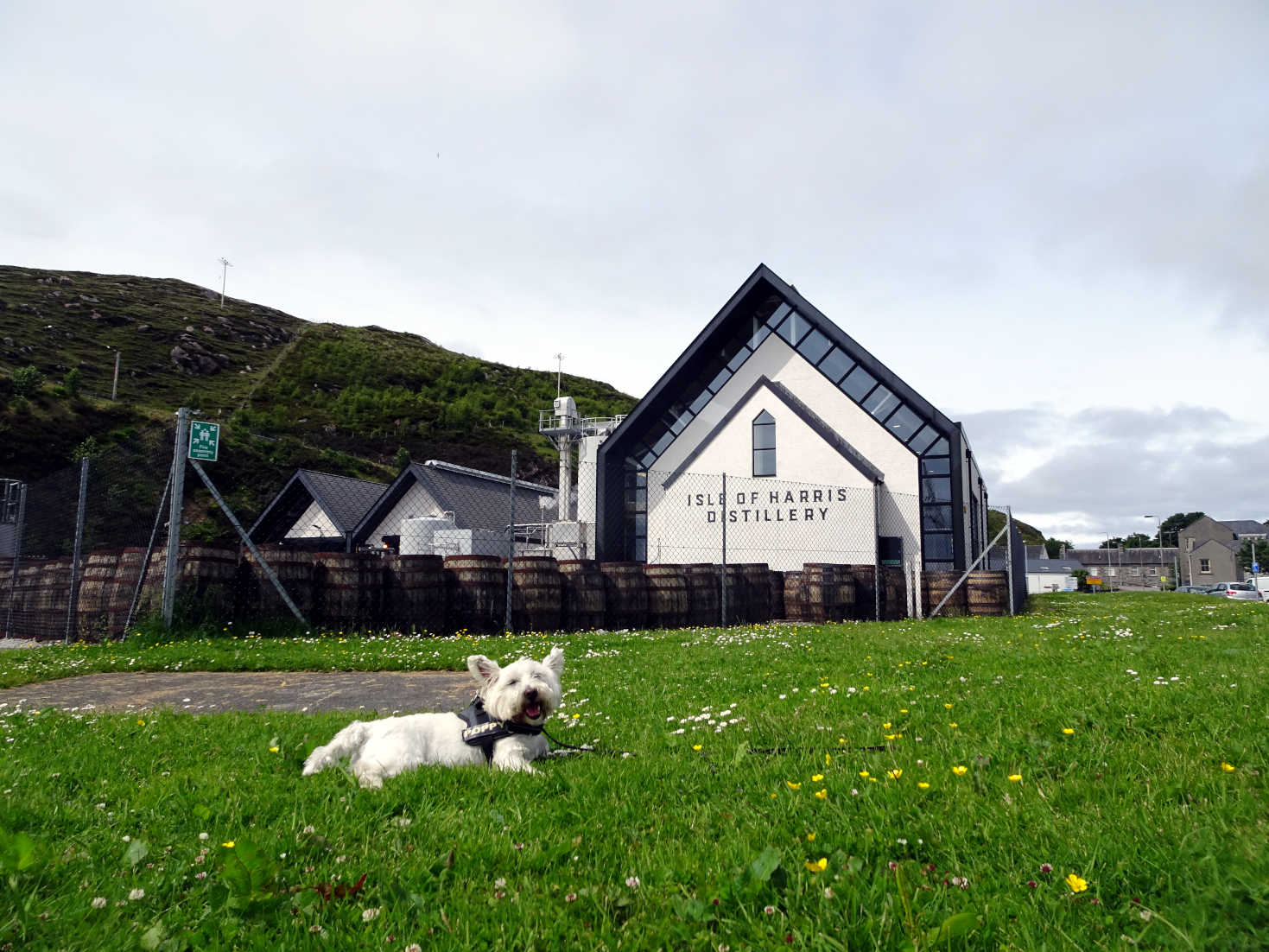 poppy the westie outside the Isle of Harris Distilery