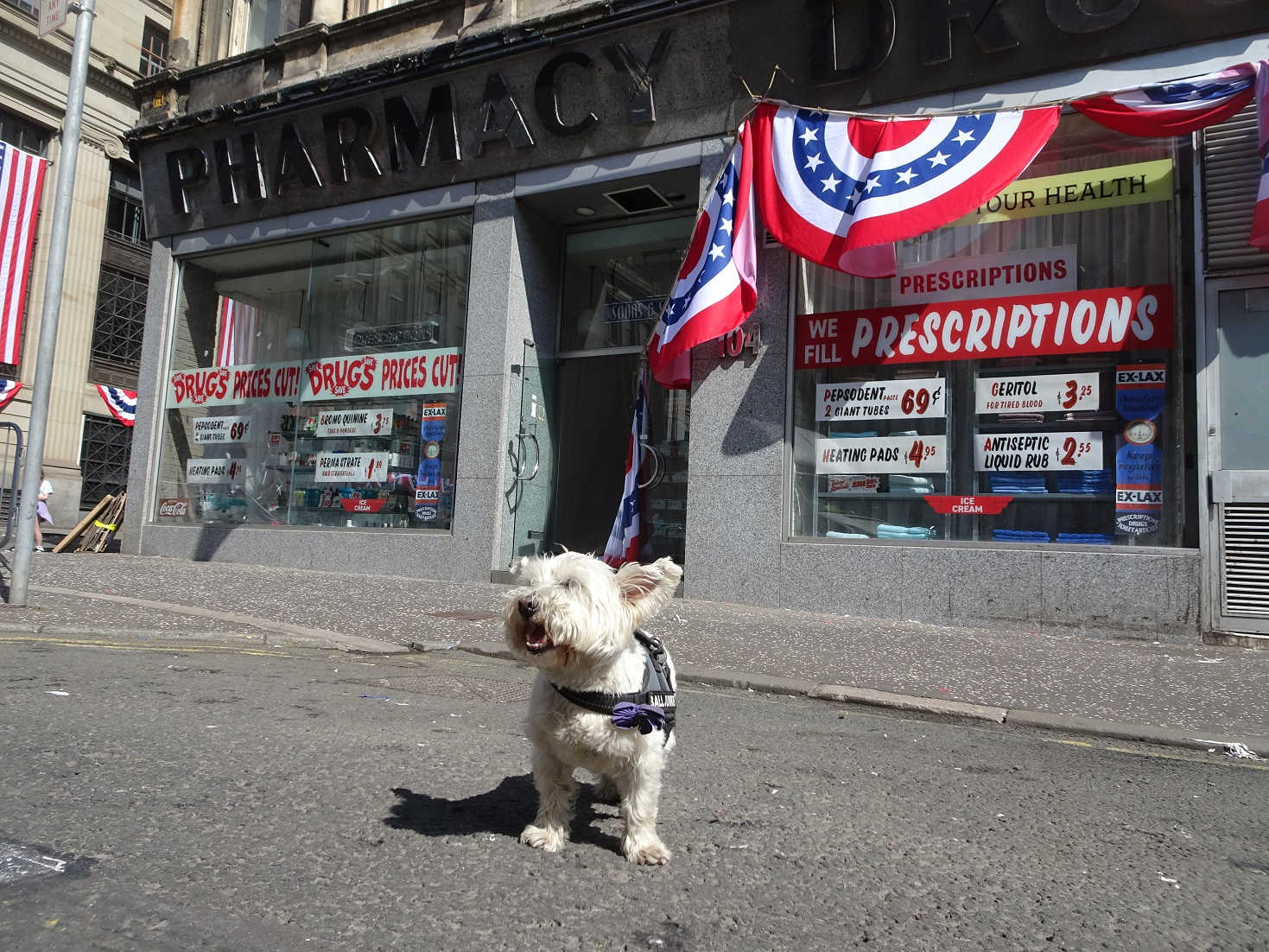 poppy the westie outside the drug store