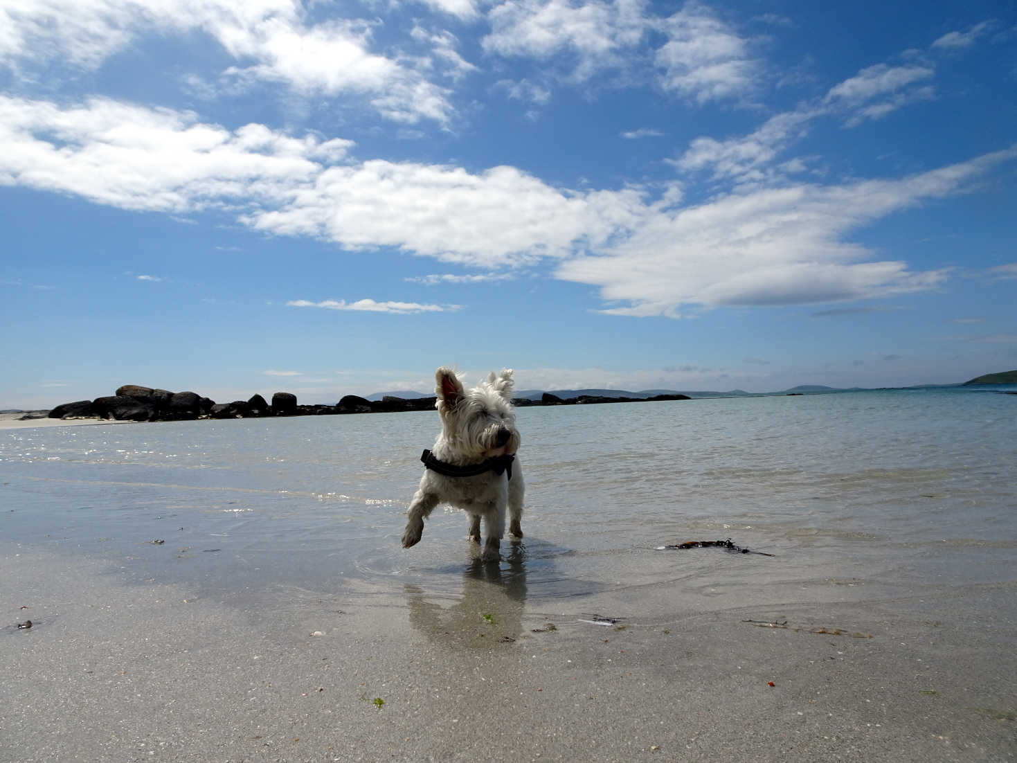 poppy the westie paddling at Eriskay Beach