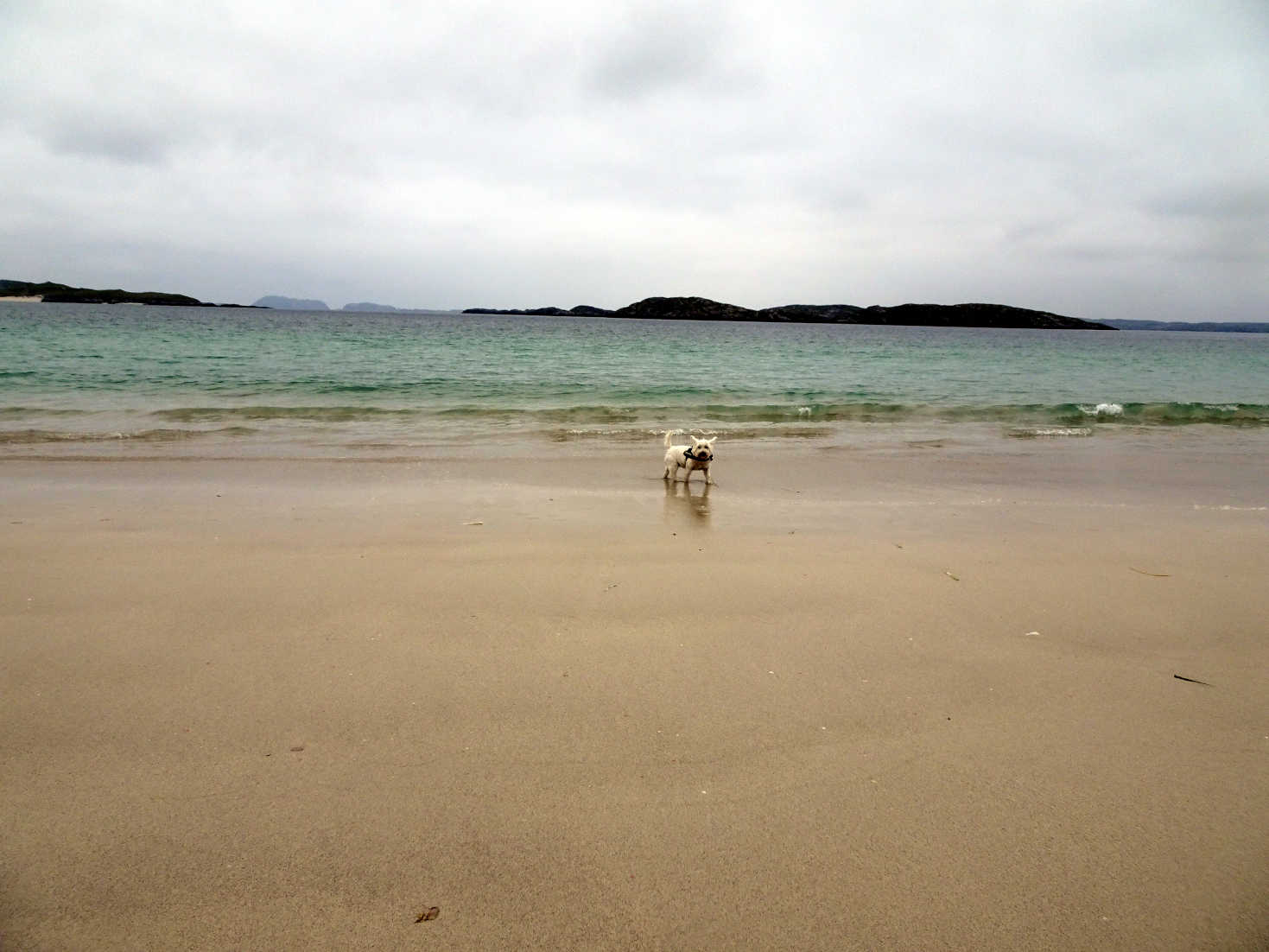 poppy the westie paddling at reef beach