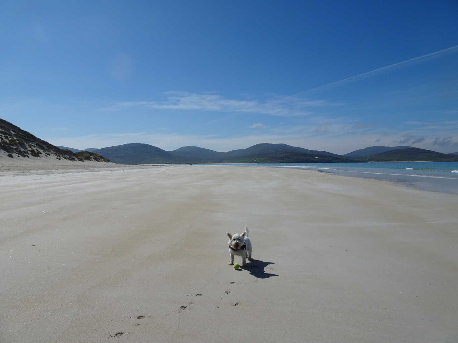 poppy the westie playing ball at Luskentyre Beach