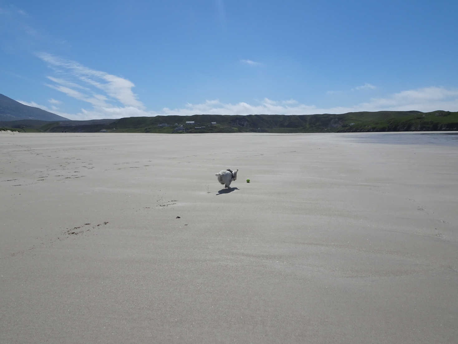 poppy the westie playing ball on Ardroil Beach