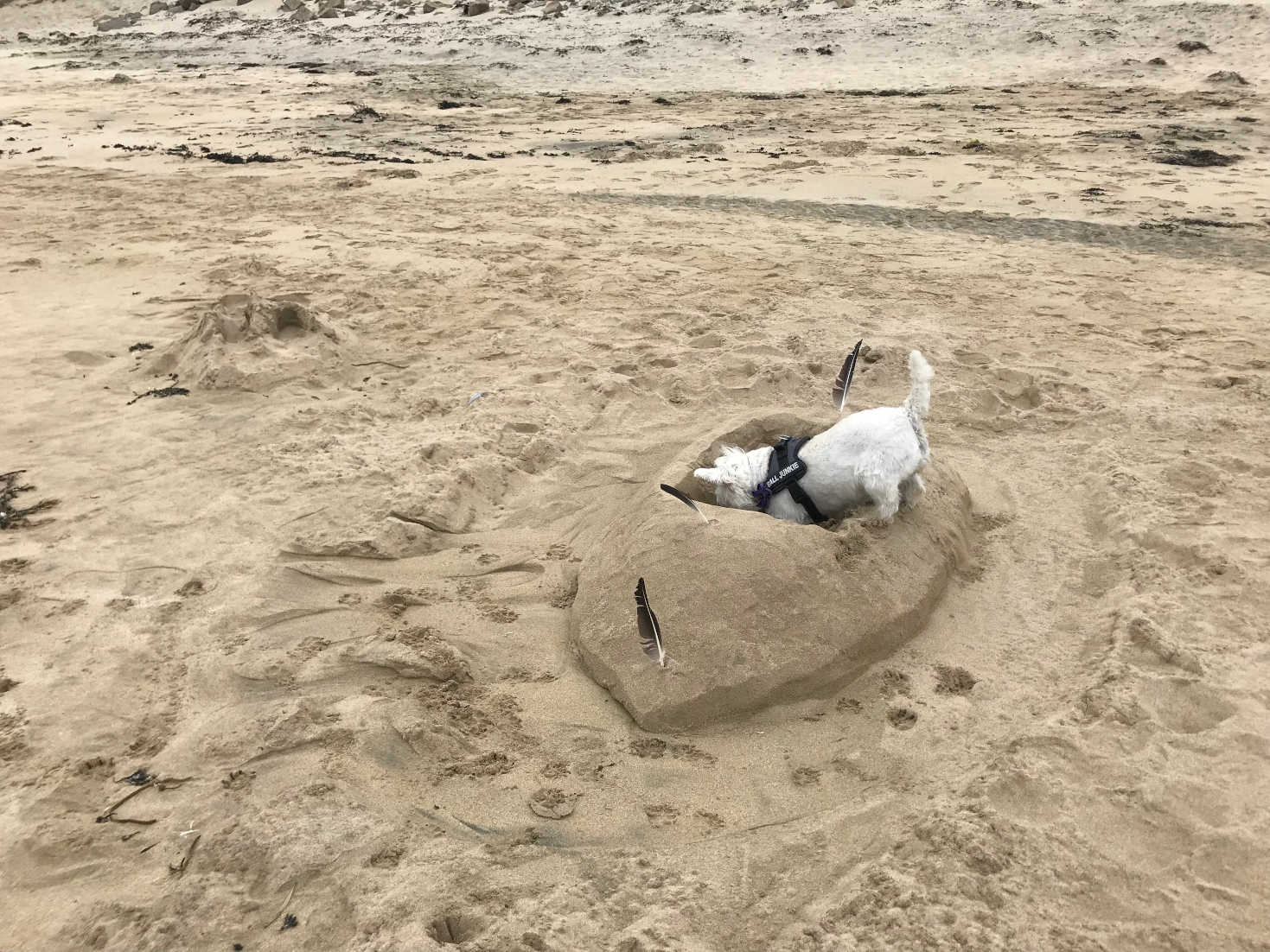 poppy the westie playing on Traigh Mhor