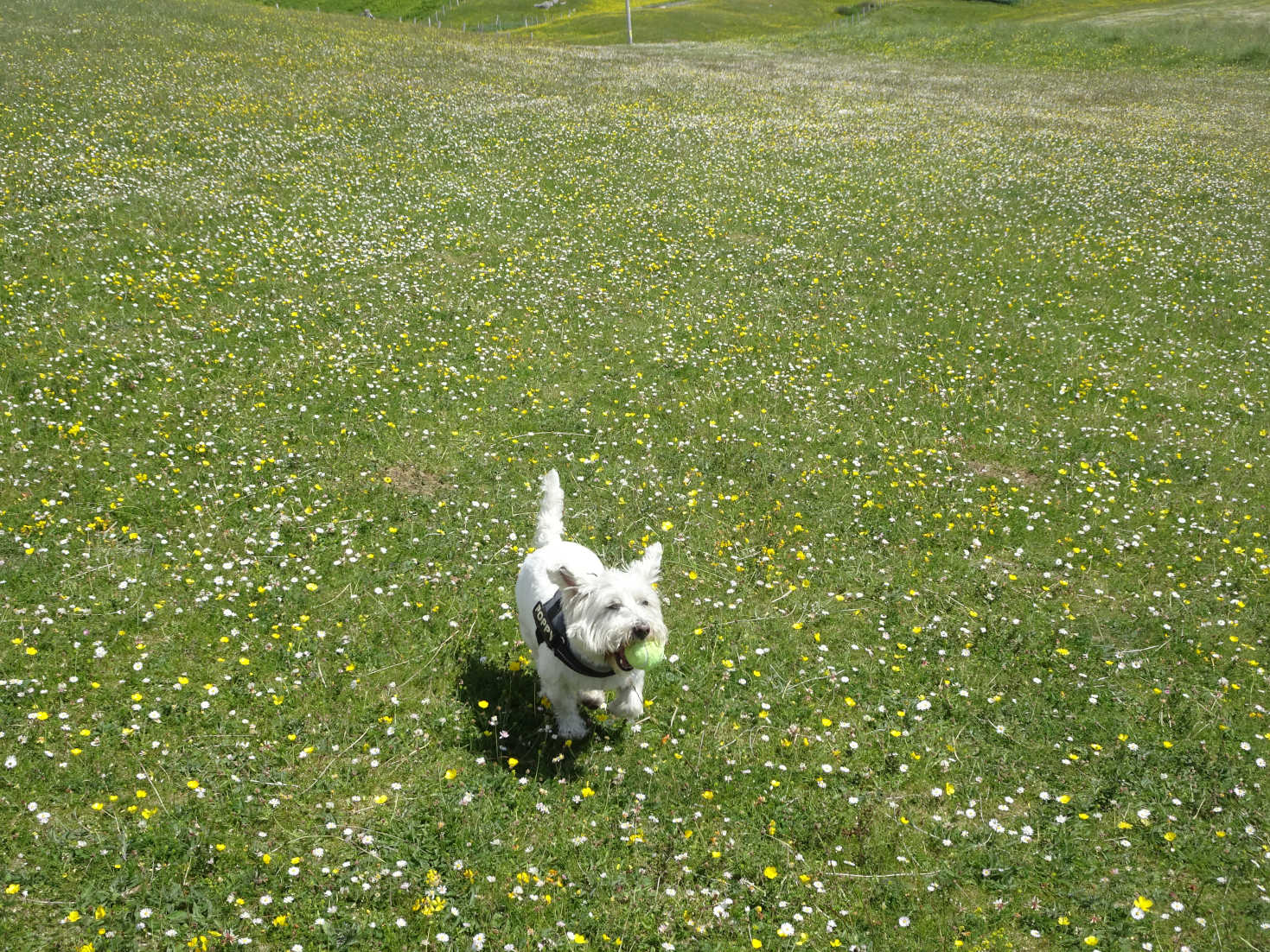 poppy the westie playing on the machair Eriskay