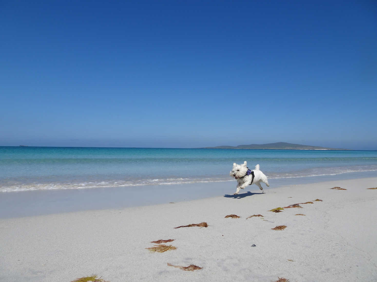 poppy the westie running on Berneray Beach