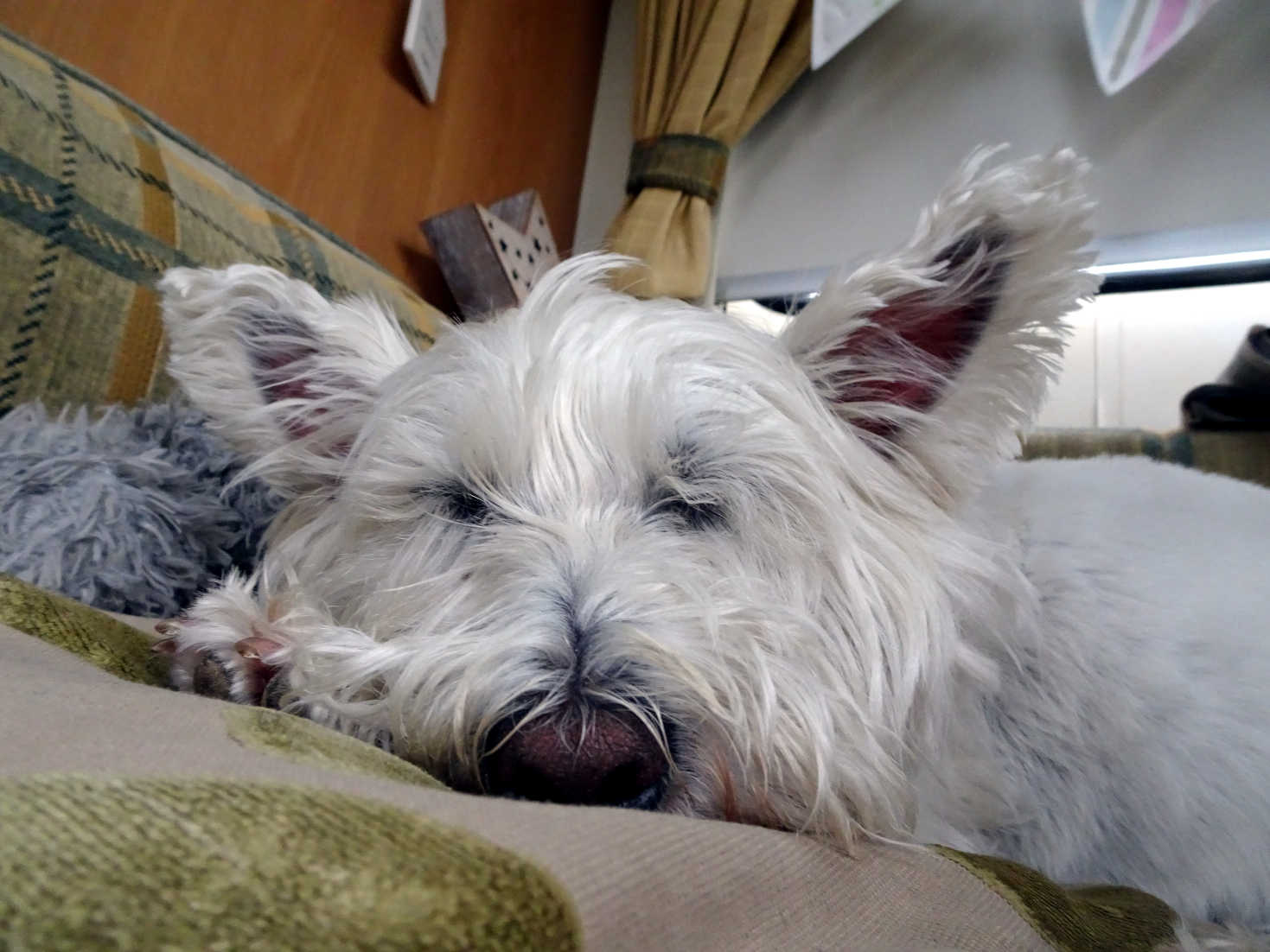 poppy the westie snoozing in betsy at kneep