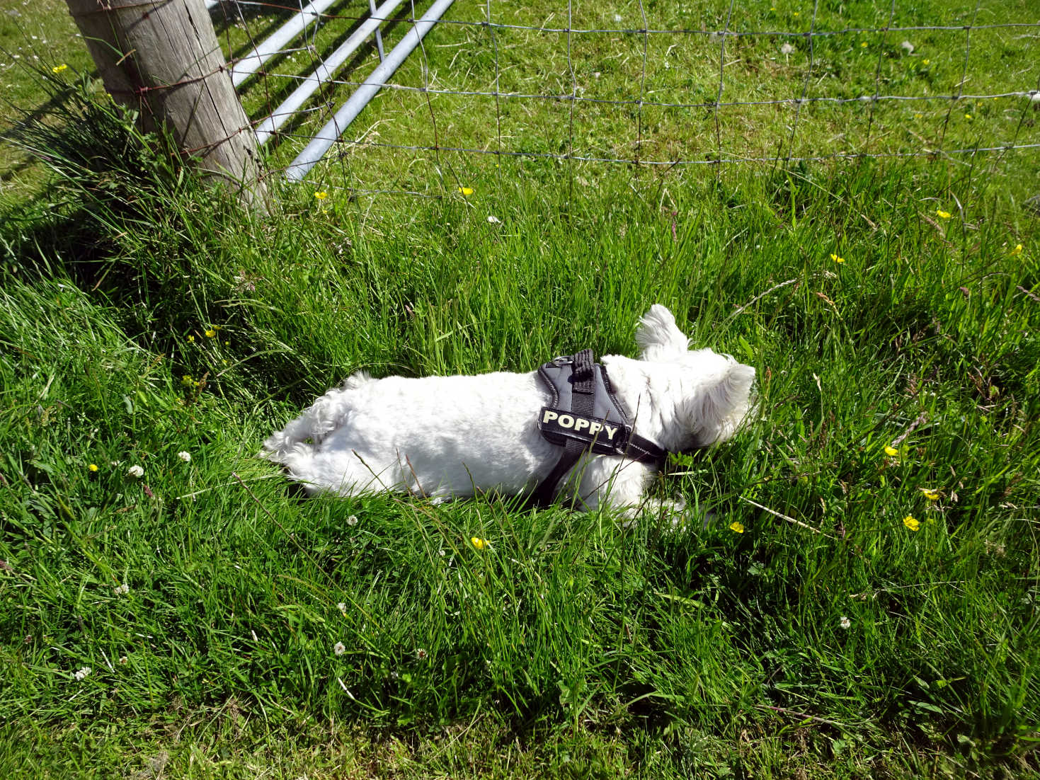 poppy the westie snoozing in north uist