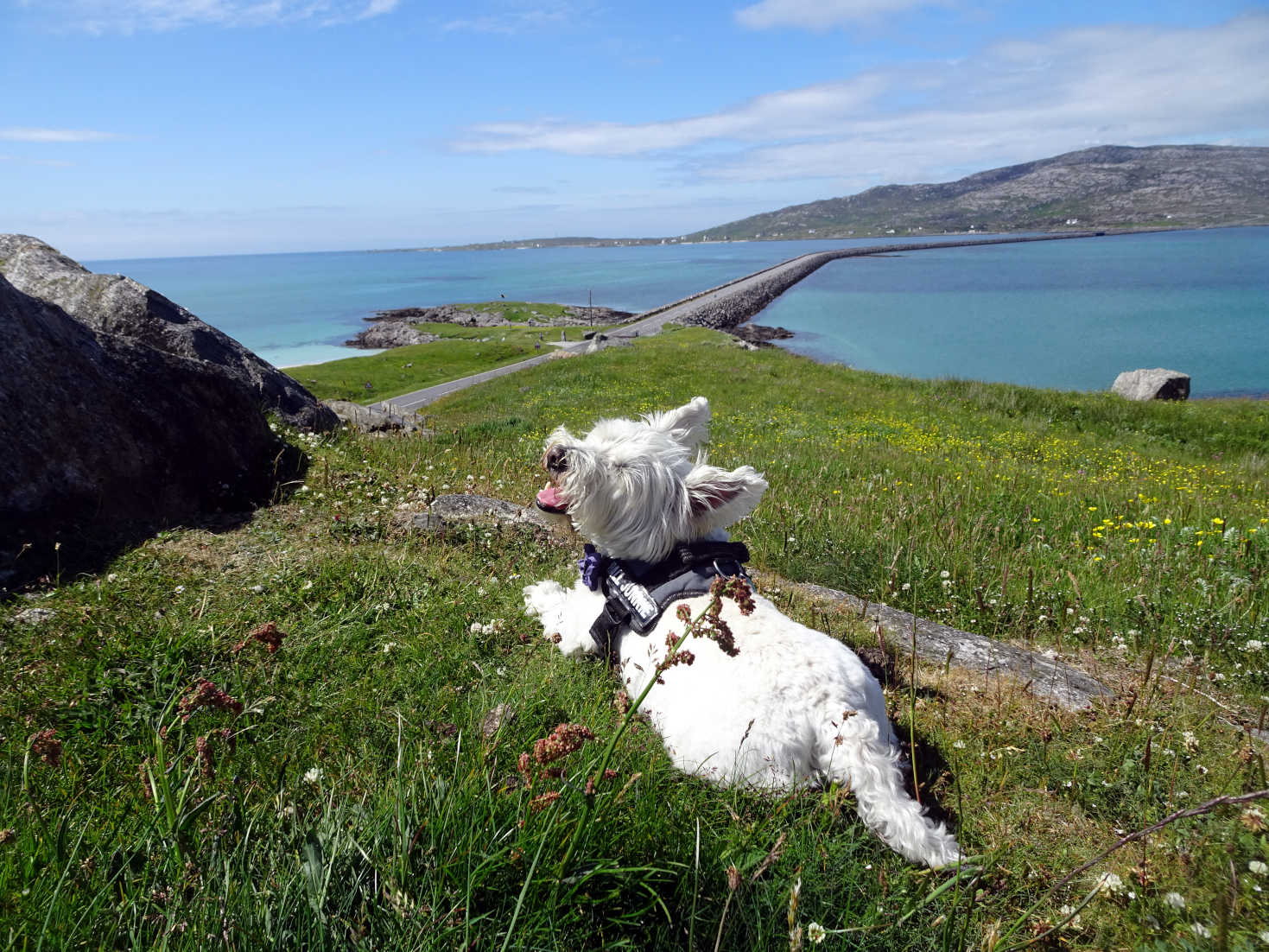 poppy the westie surveys the Eriskay causeway