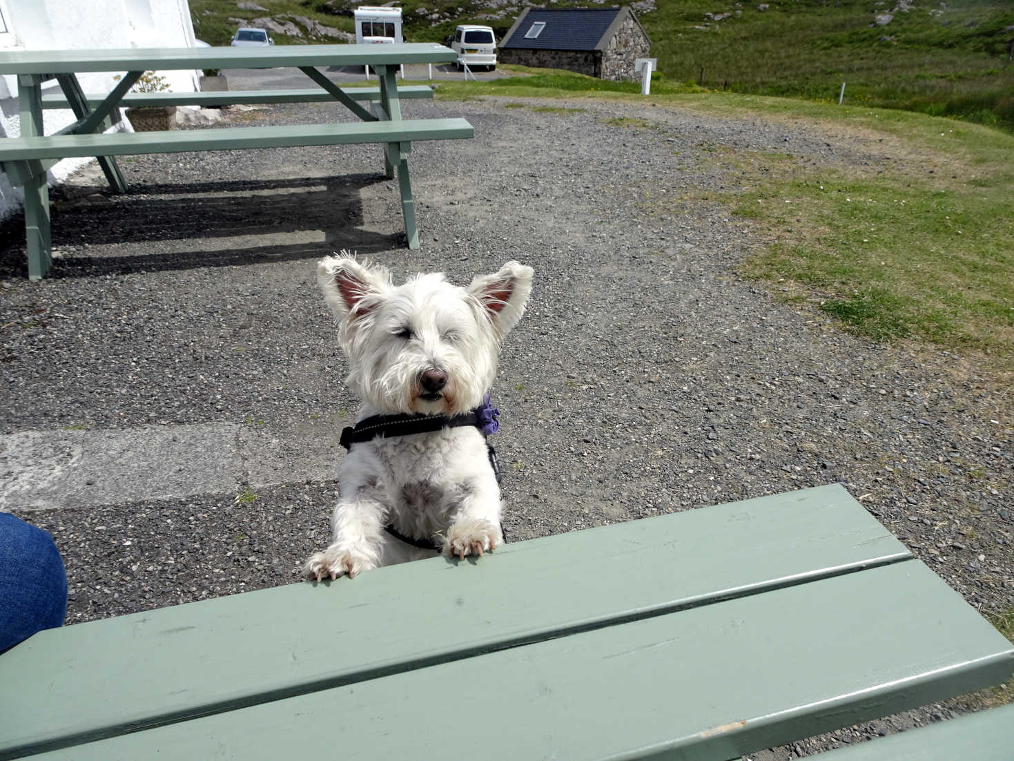 poppy the westie waiting for cake at the Skoon Gallery Harris