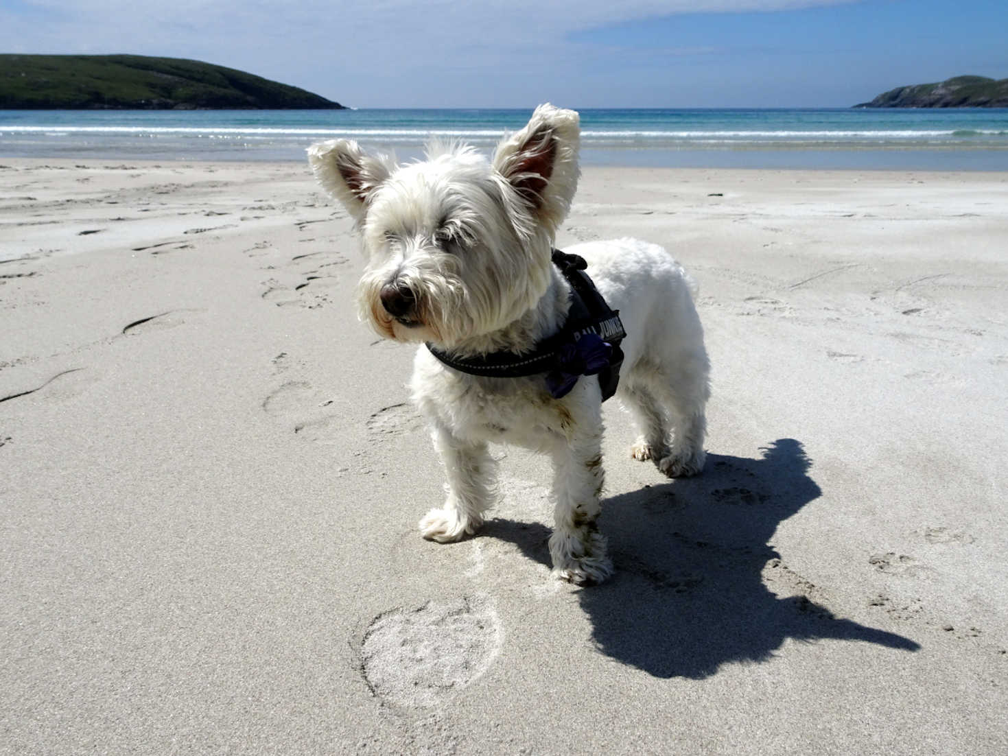 poppy the westie with perfume on vatersay