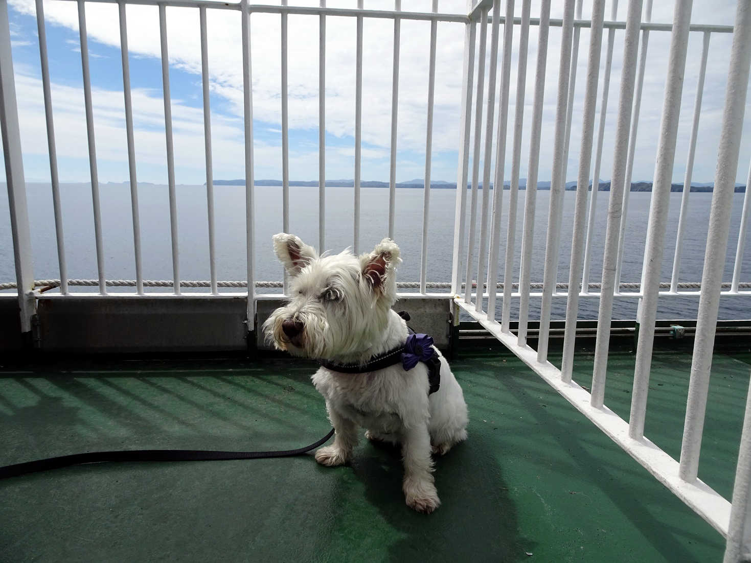 poppy the westie with the isle of lewis in distance