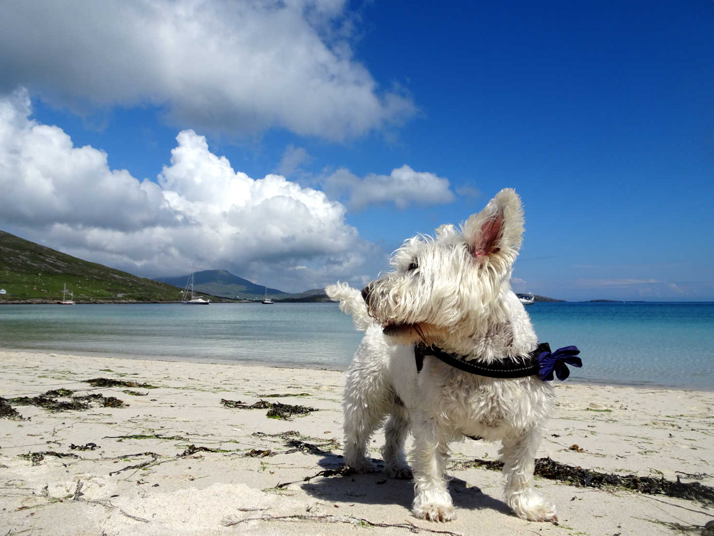 poppysocks on Traigh a Bhaigh beach Vatersy