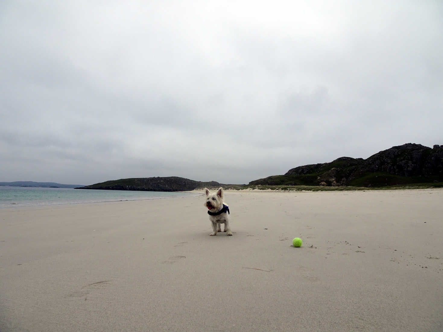 poppysocks playing ball on reef beach