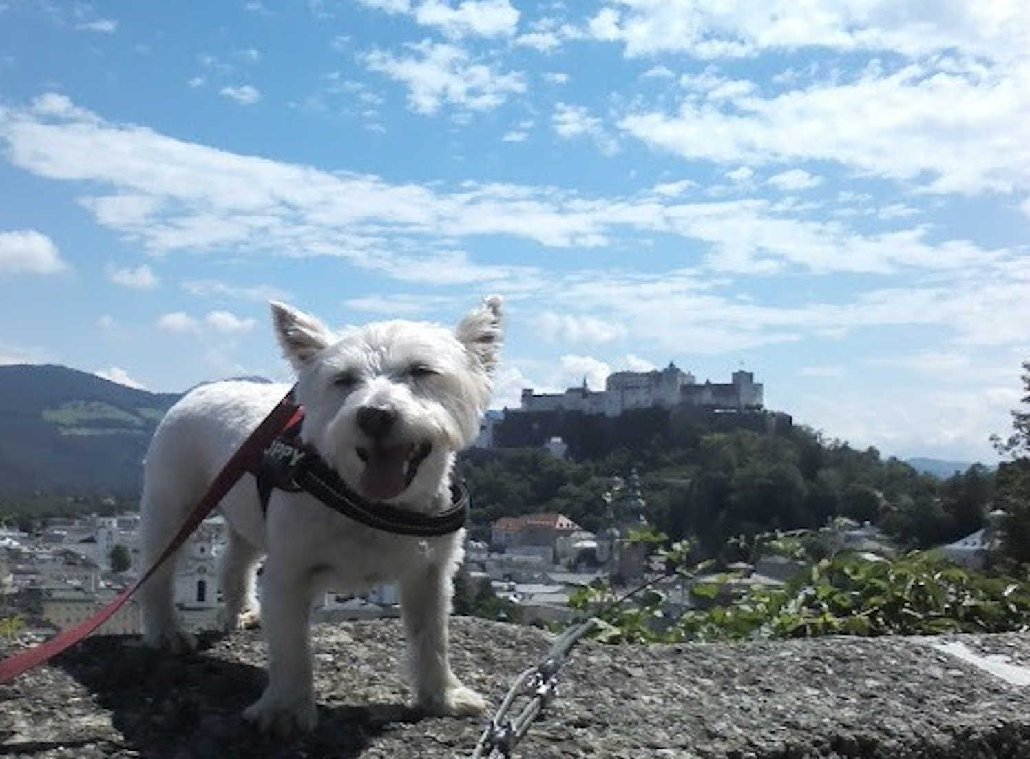 Poppy the westie in Salzburg with castle in background