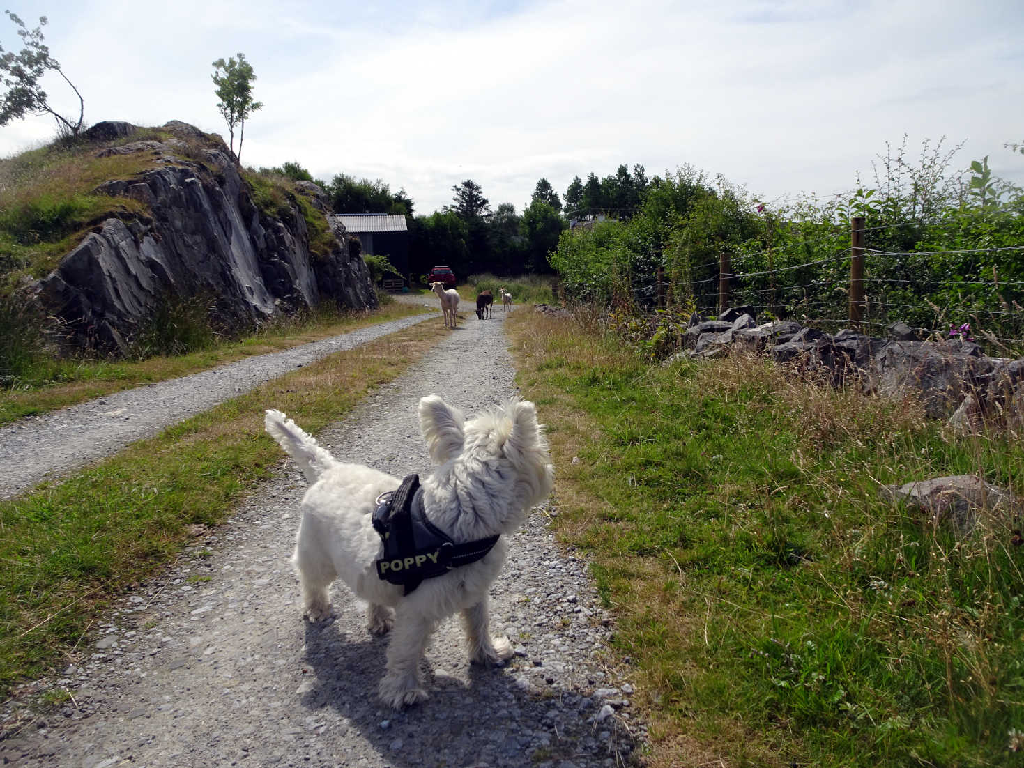 Poppy the westie keeps an eye on the sheep gang