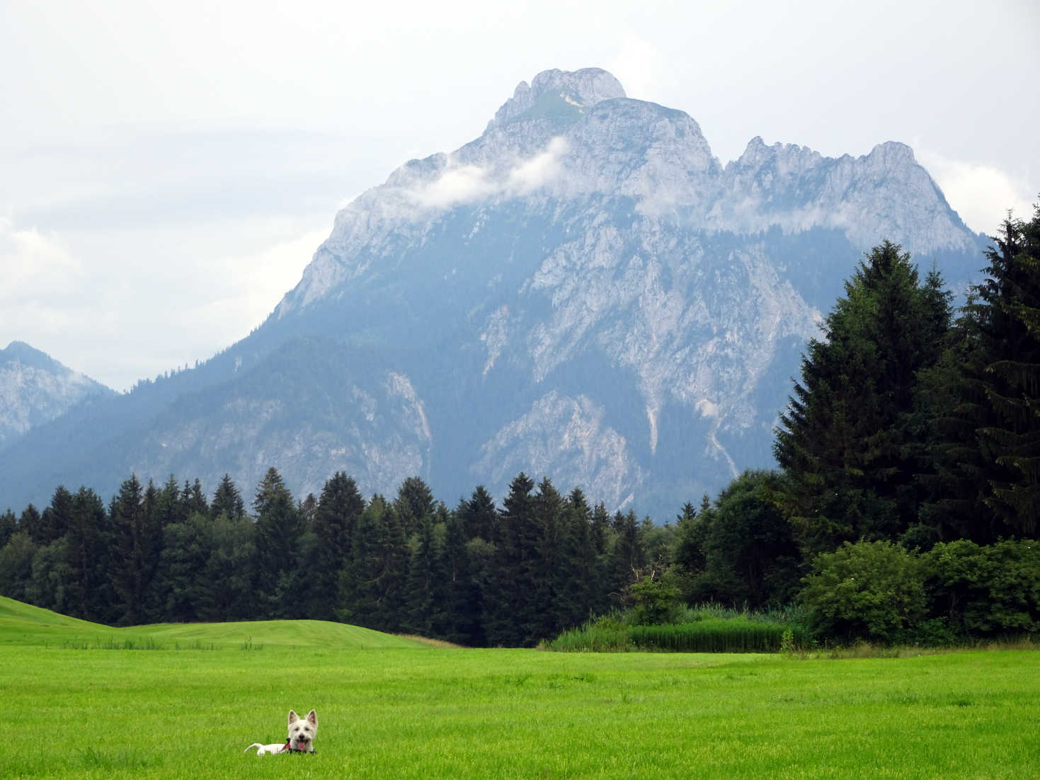 poppy in grass in german alps