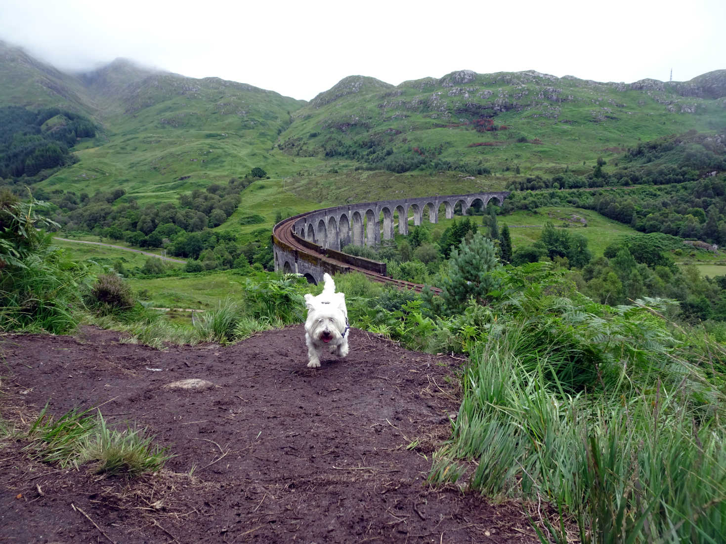 poppy the westie above glenfinnan viaduct