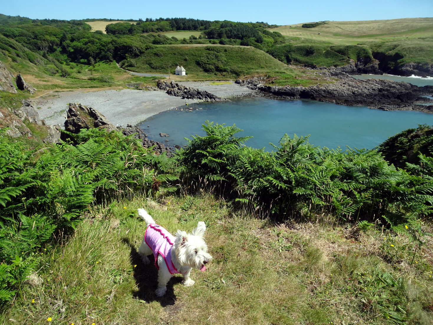 poppy the westie above picnic bay