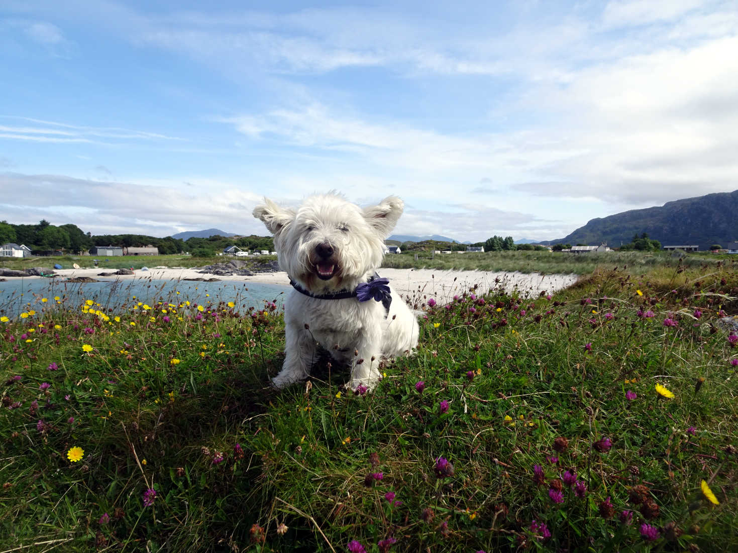 poppy the westie above portnadoran beach