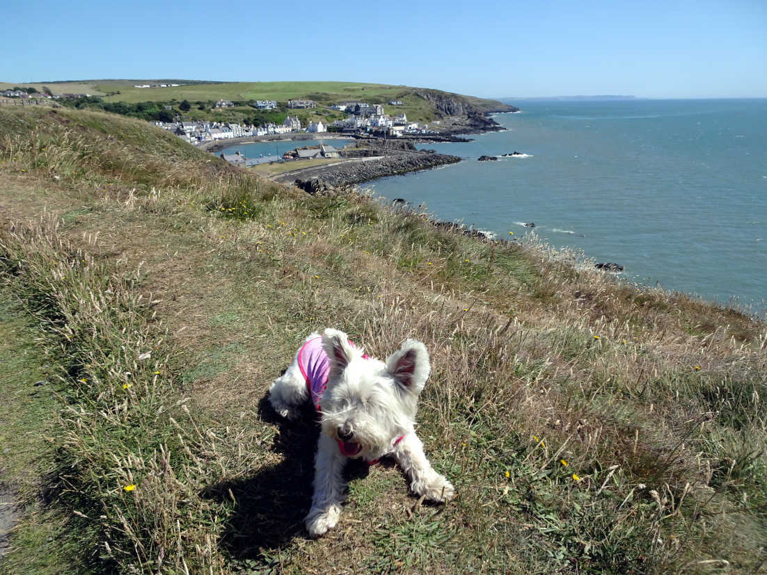 poppy the westie above portpatrick