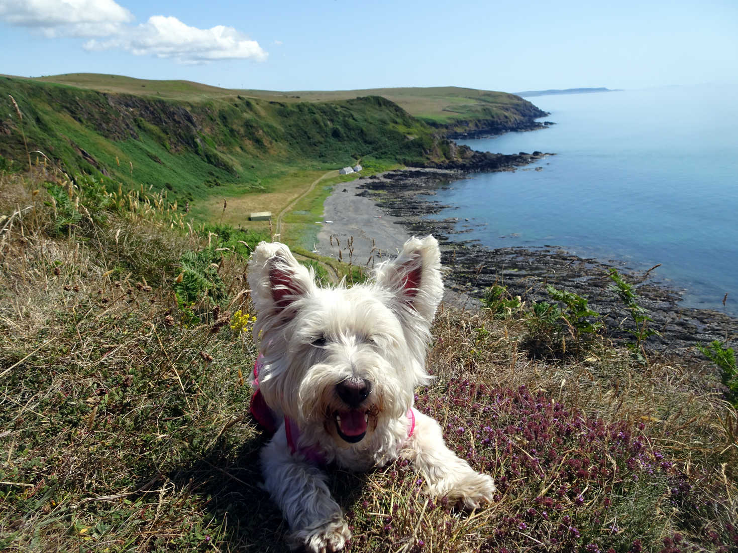 poppy the westie after picnic at Morroch Bay