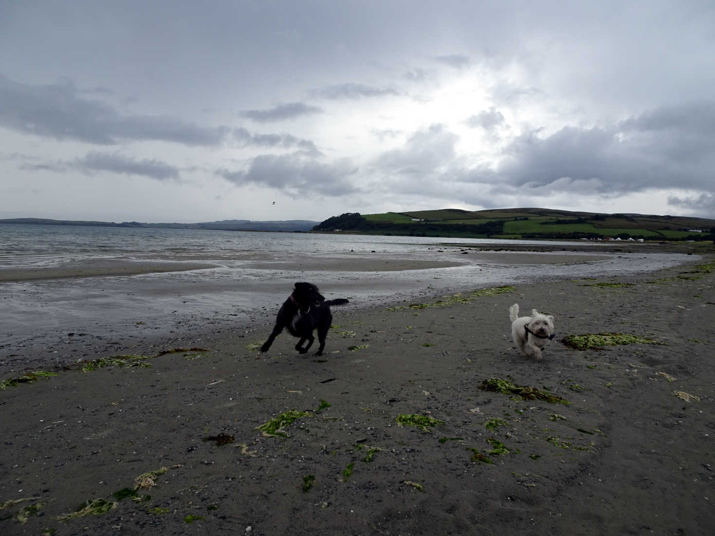 poppy the westie and camp mate at ettrick bay