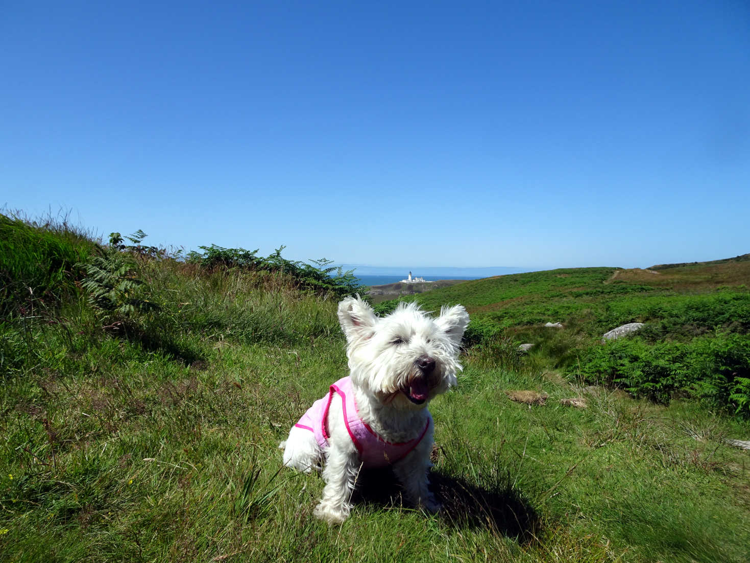 poppy the westie at Killantringan Lighthouse