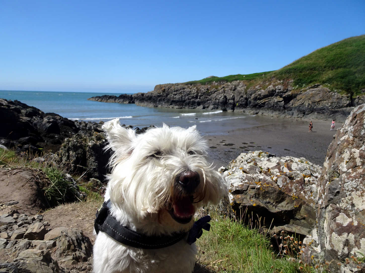 poppy the westie at Port Mora