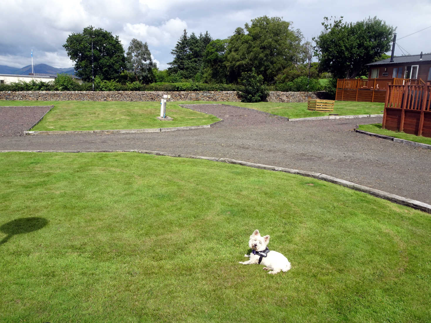 poppy the westie at camp Rothsay