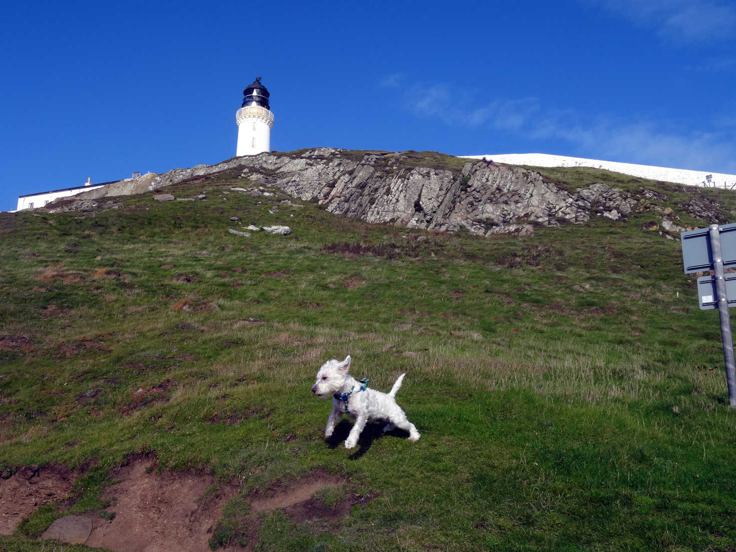 poppy the westie at galloway lighthouse