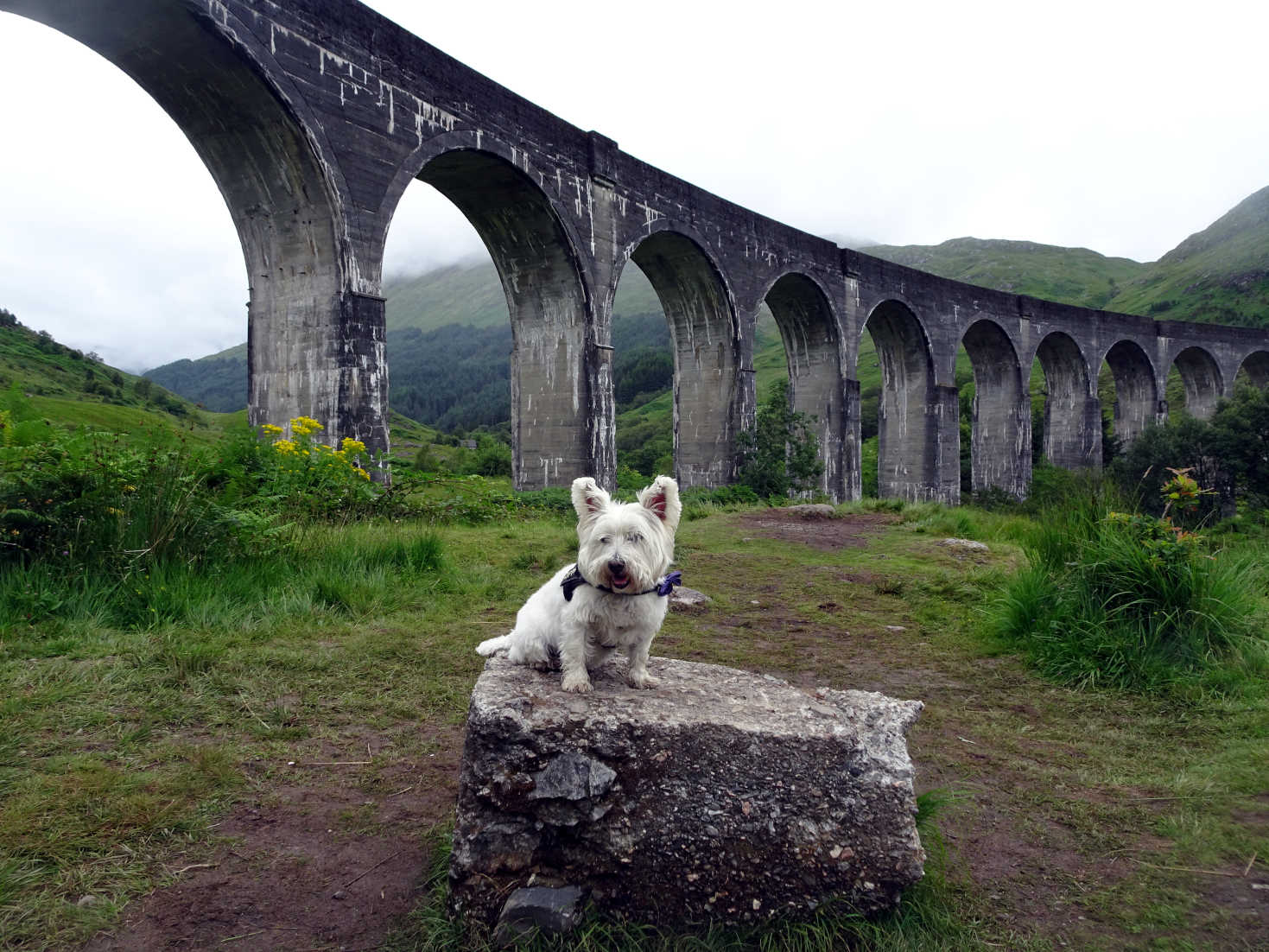 poppy the westie at glenfinnan viaduct