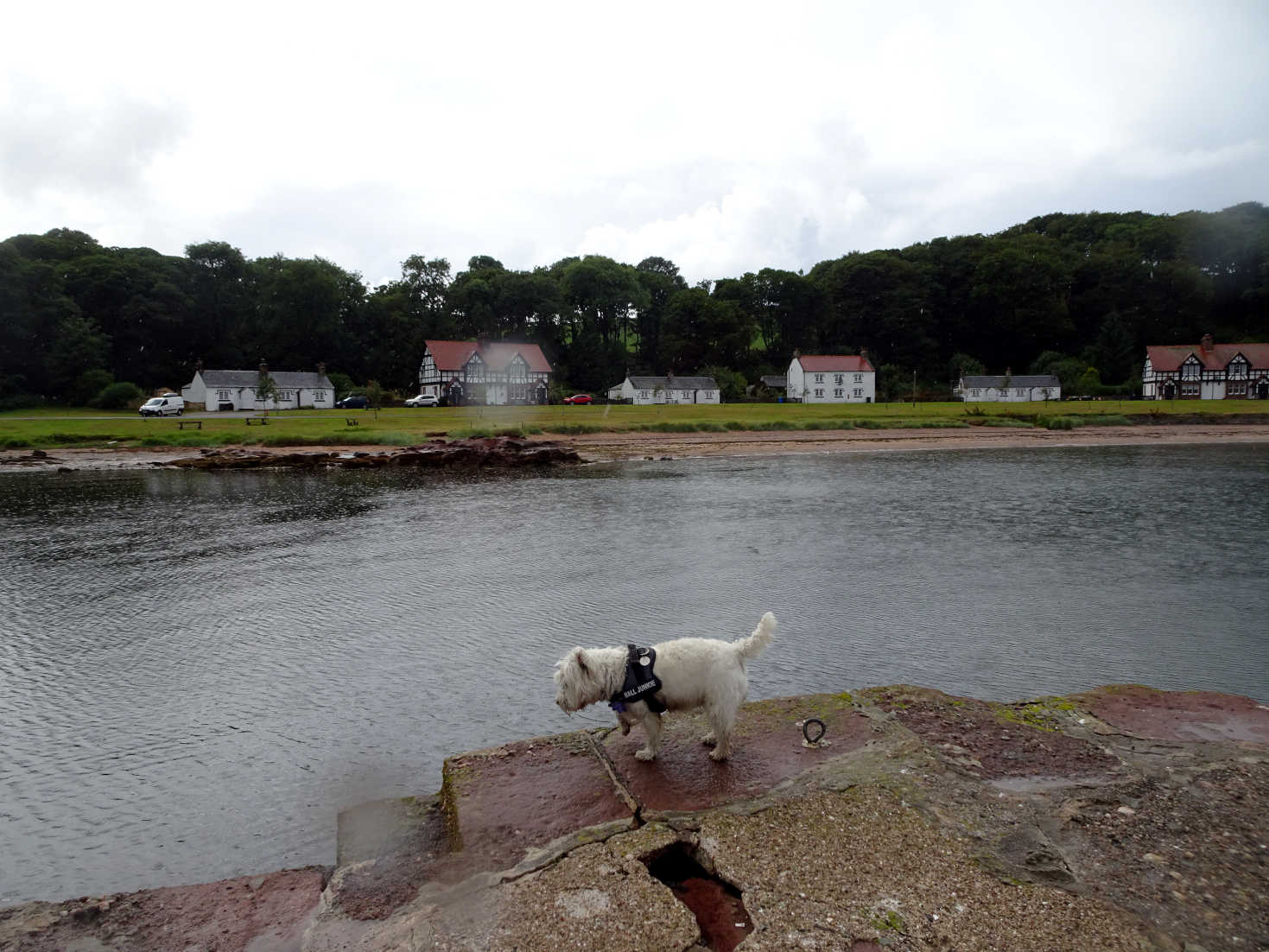 poppy the westie at kerrycroy bute