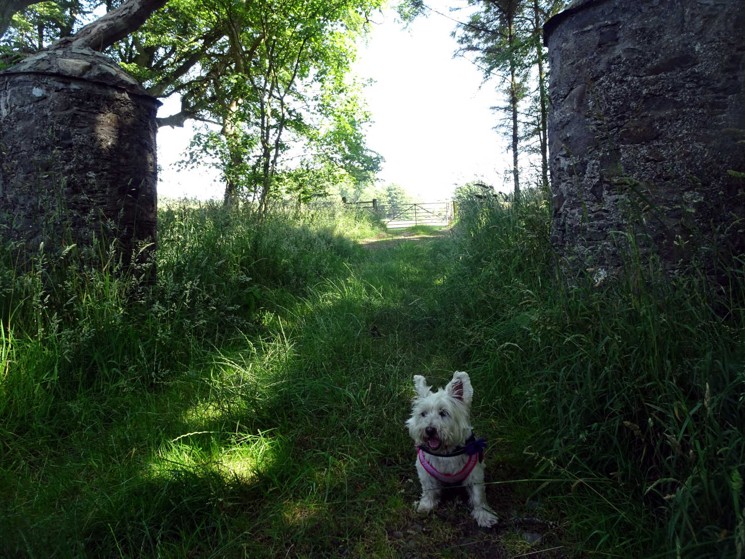 poppy the westie at old gates to dunskey estate portpatrick