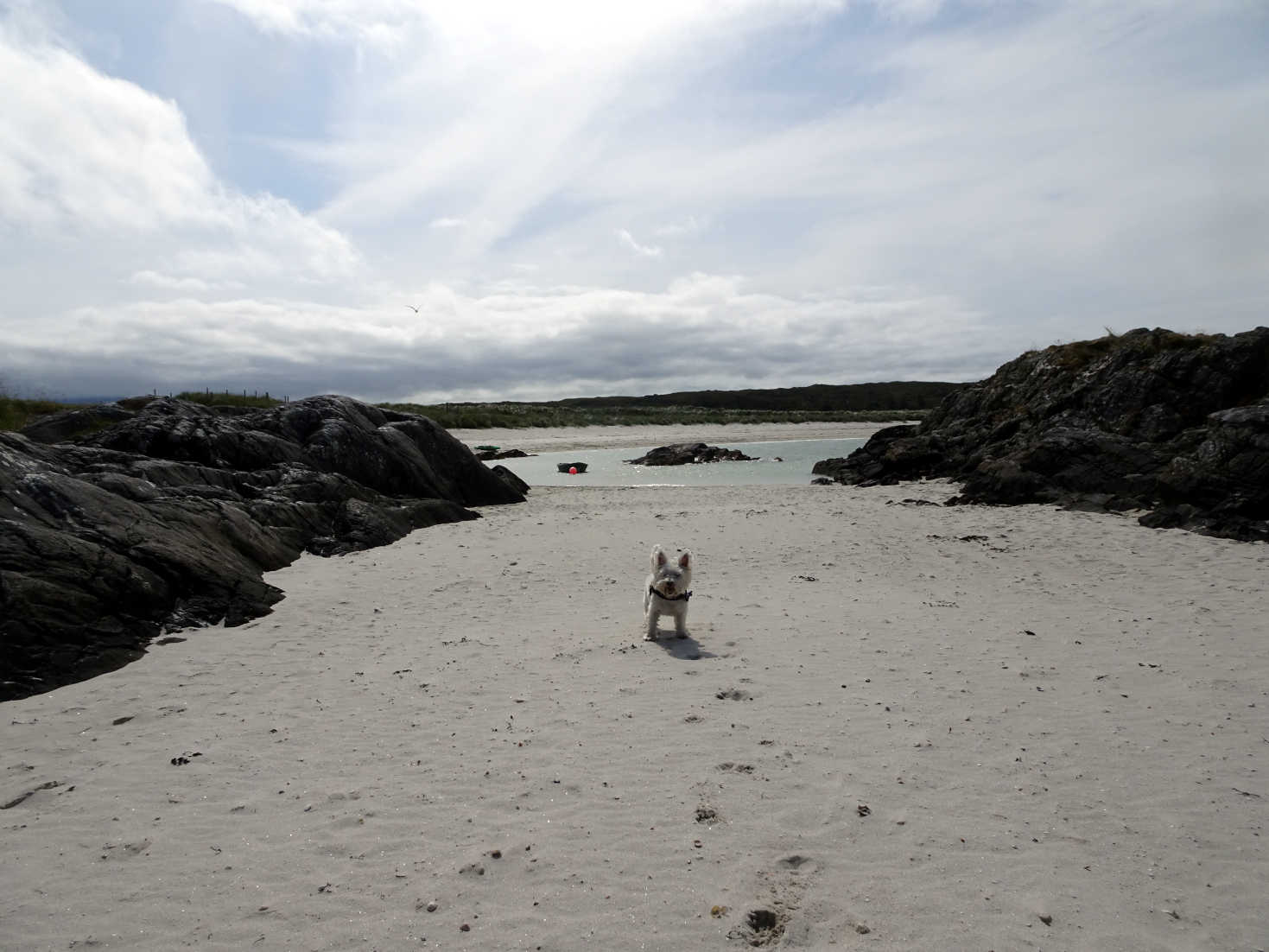 poppy the westie at portnadoran