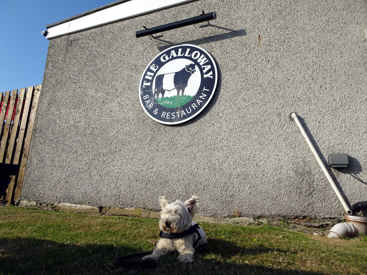 poppy the westie at the Galloway Portpatrick