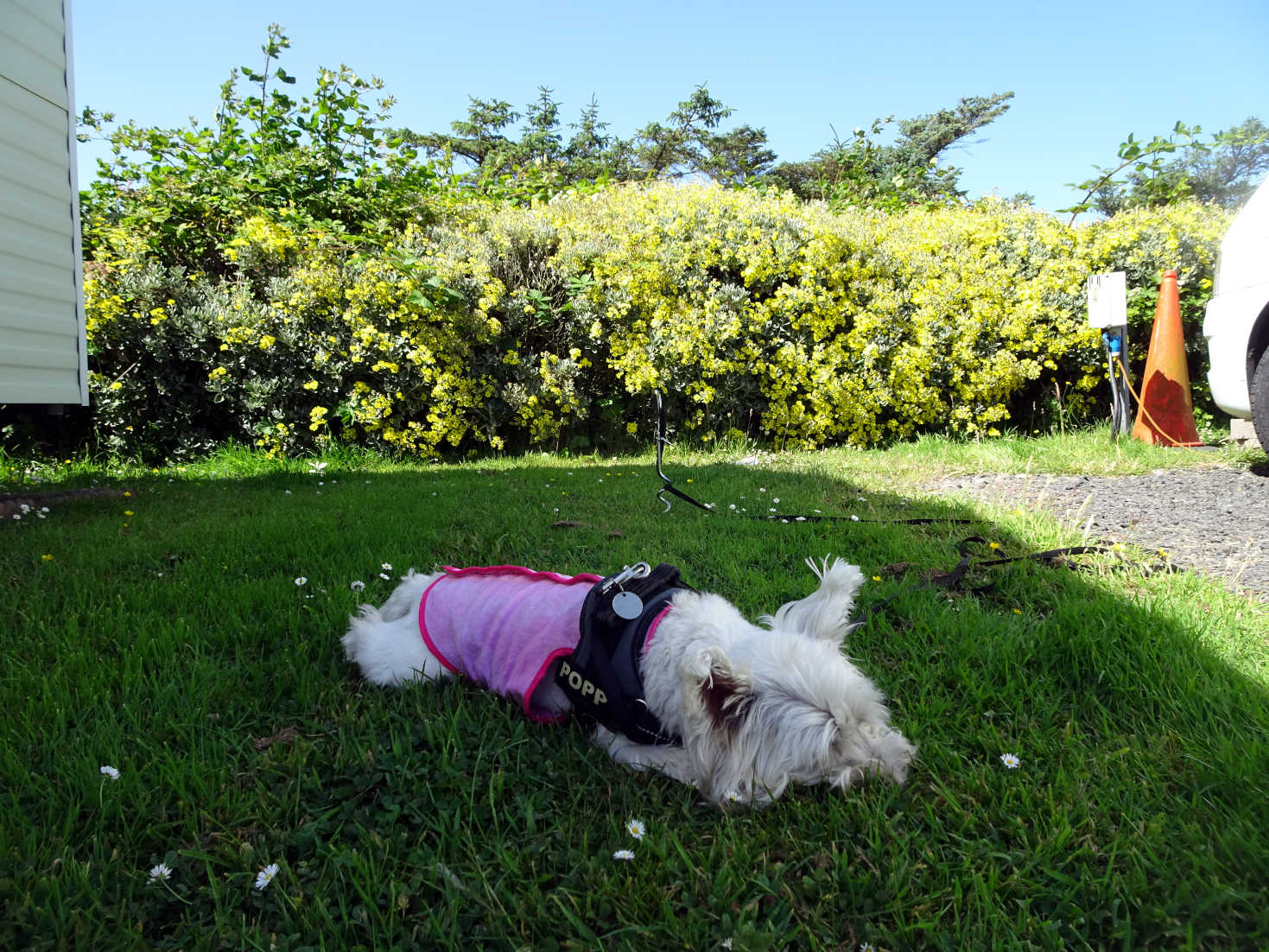 poppy the westie bushed at portpatrick