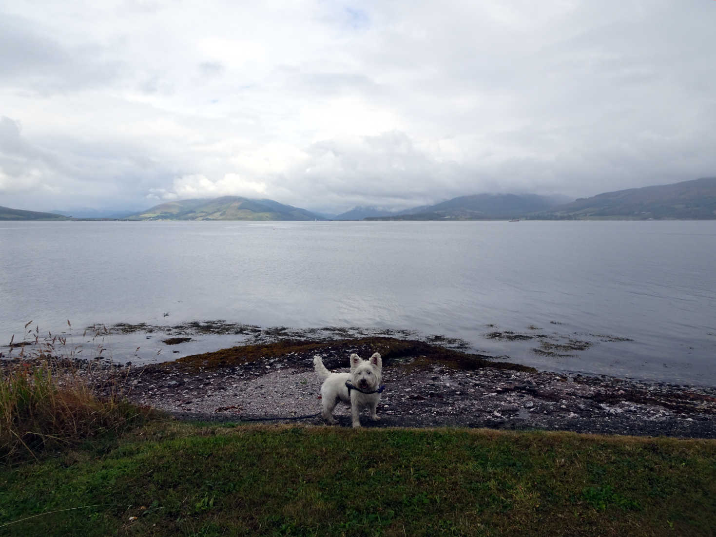 poppy the westie by loch striven