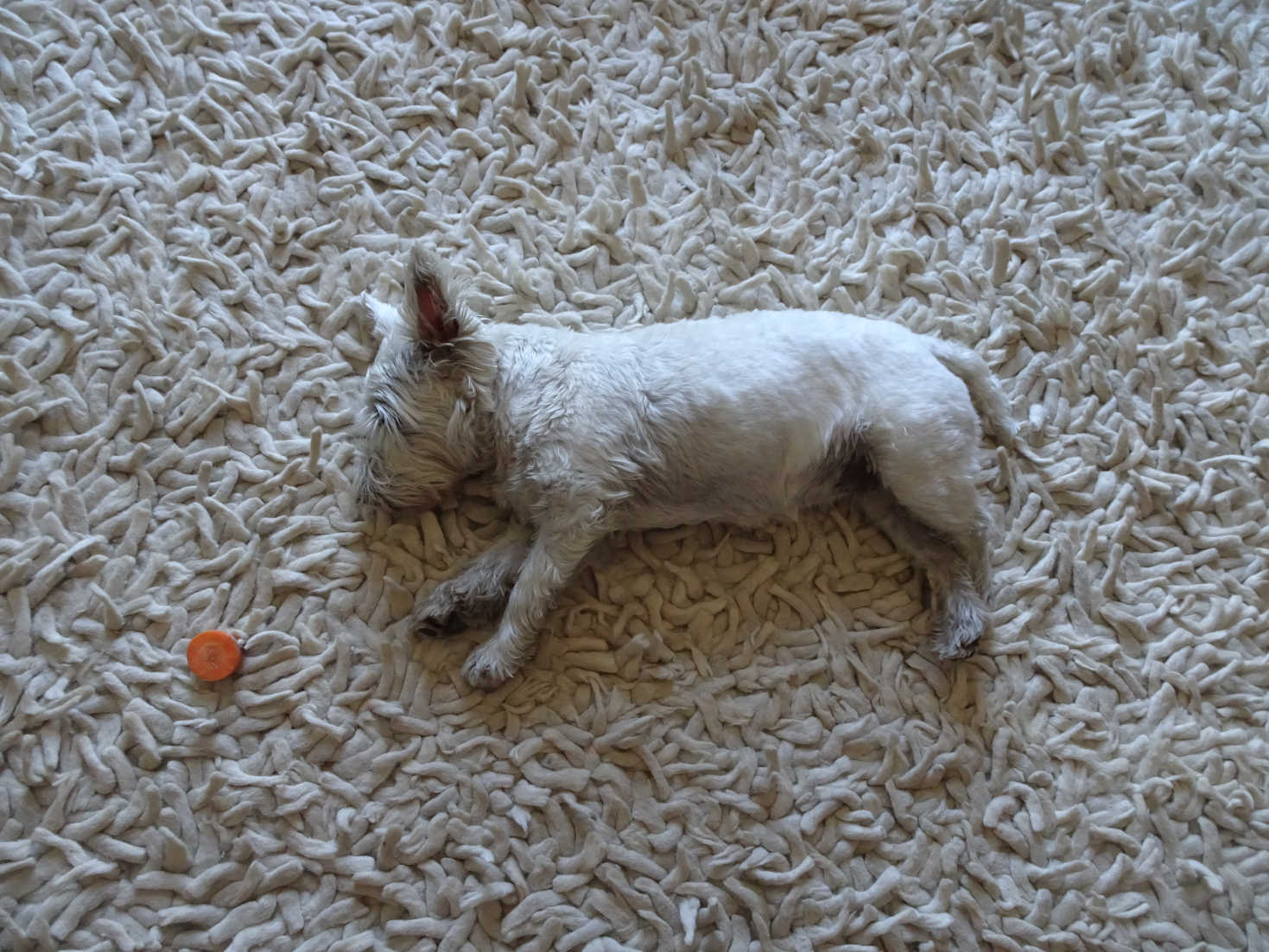 poppy the westie cooling off at home