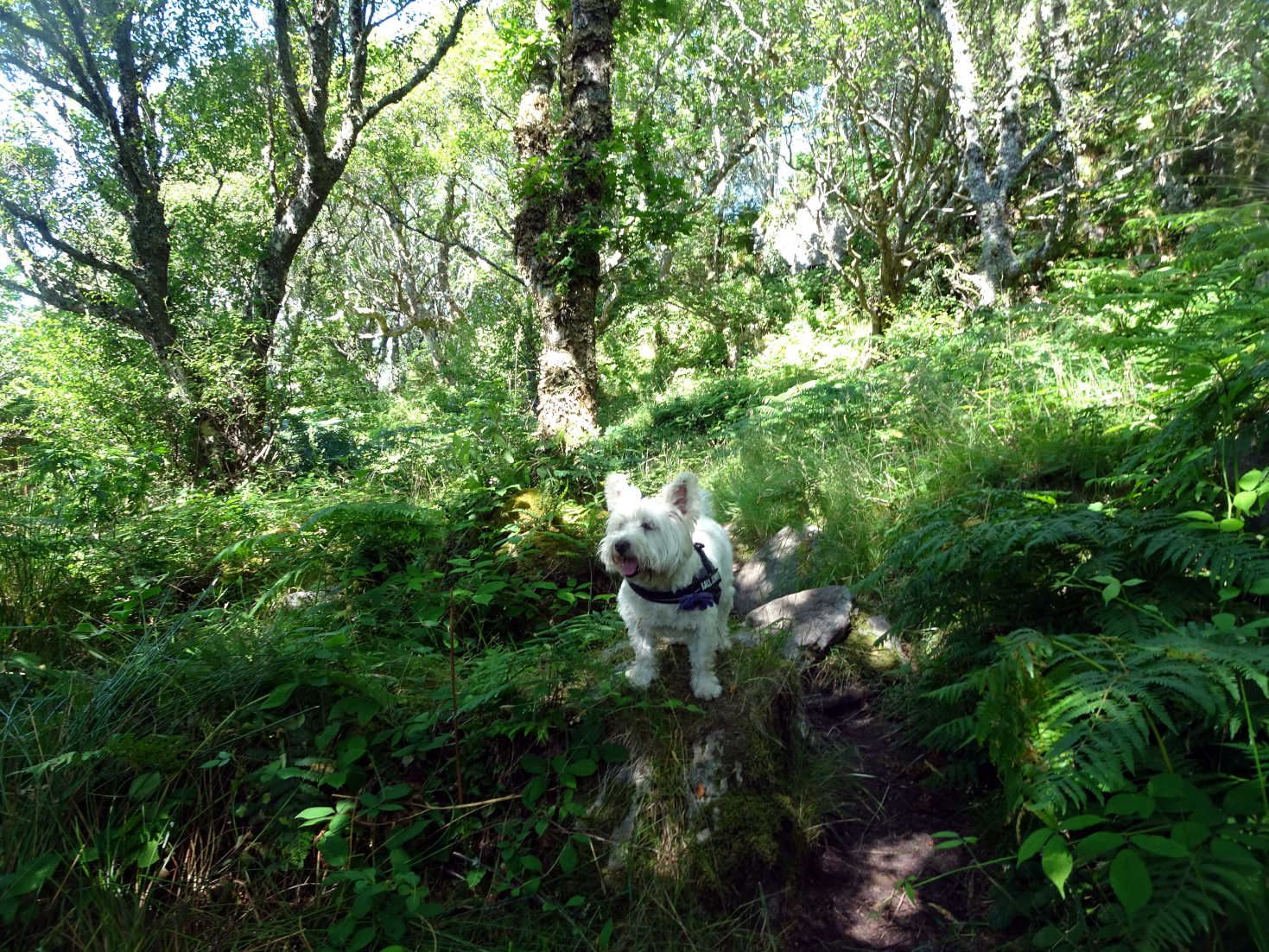 poppy the westie finds shade at arisaig beach