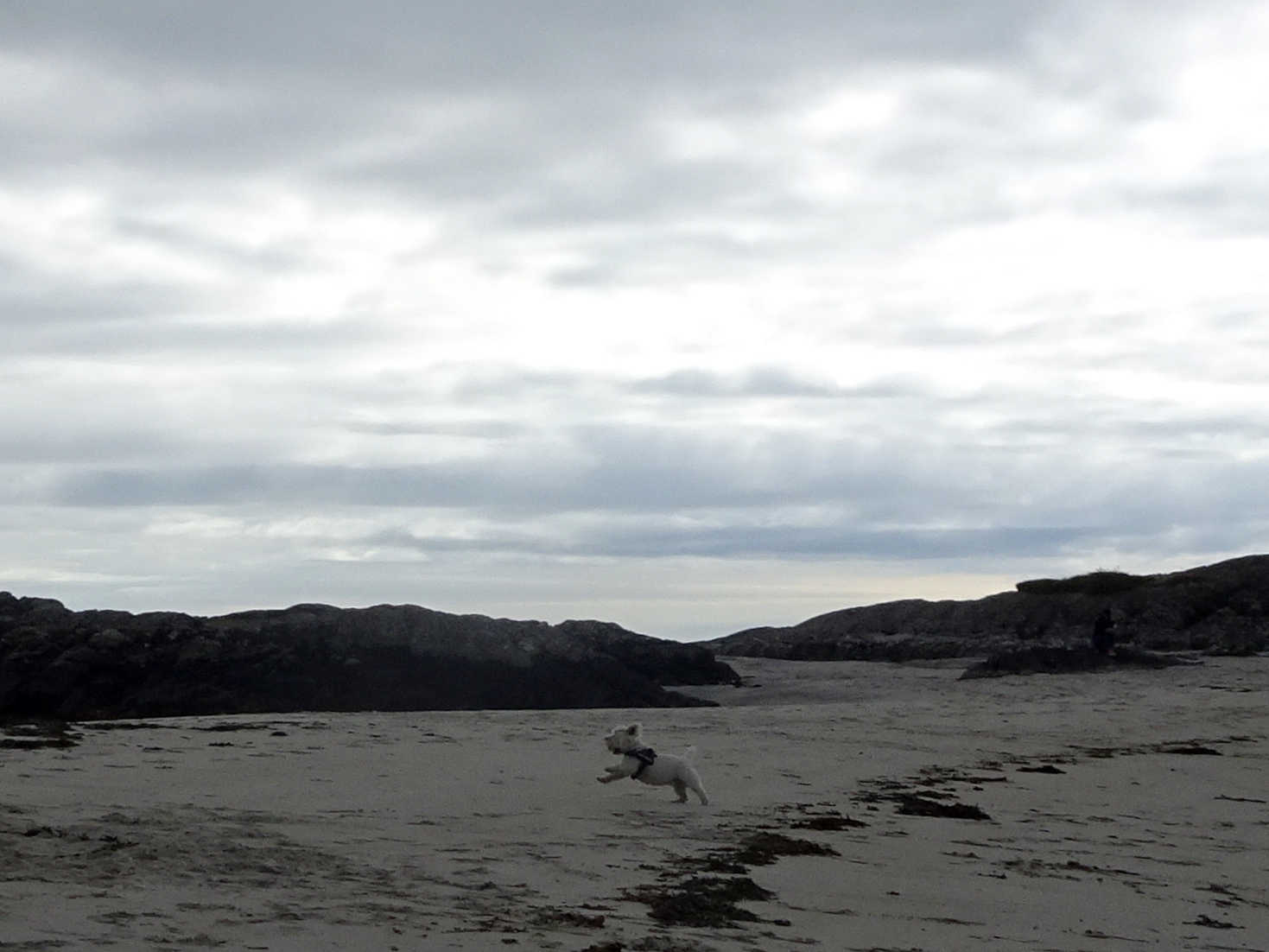 poppy the westie first time on beach at silversands