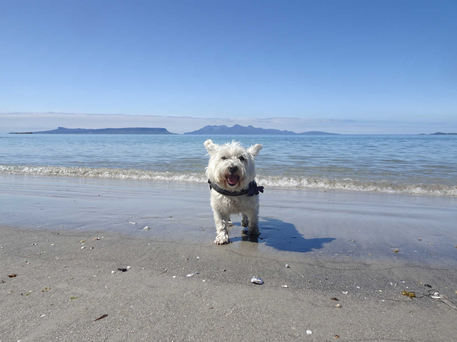 poppy the westie has a dip at Rudha n Achaidh Mhor