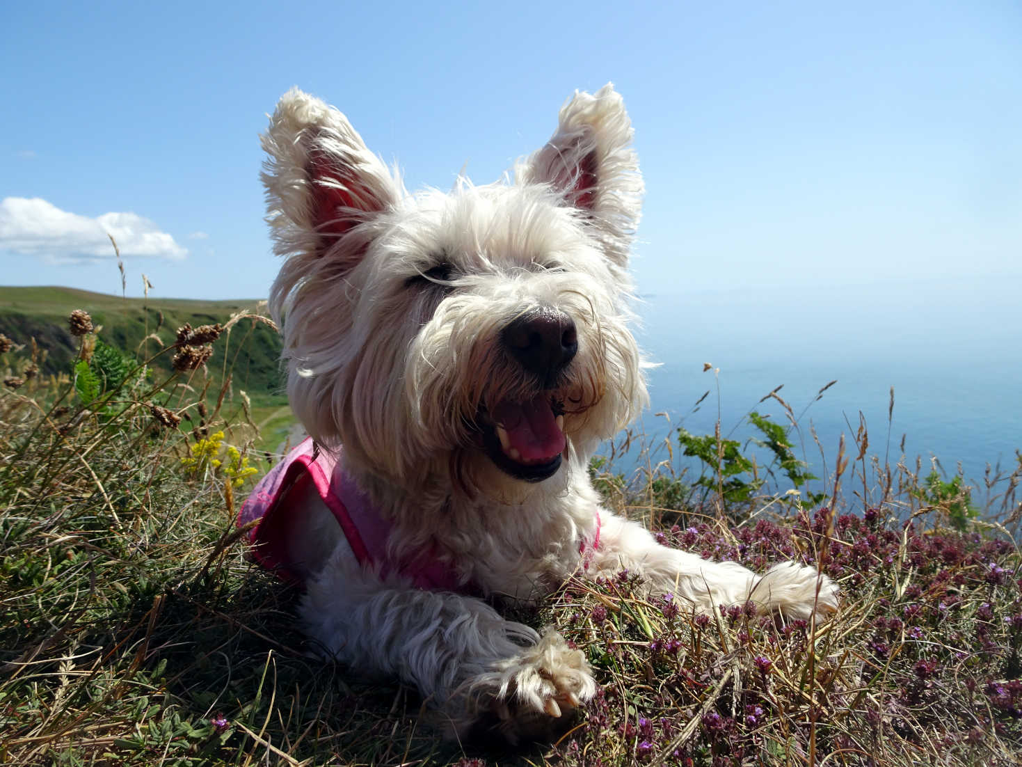 poppy the westie has a rest at morroch bay