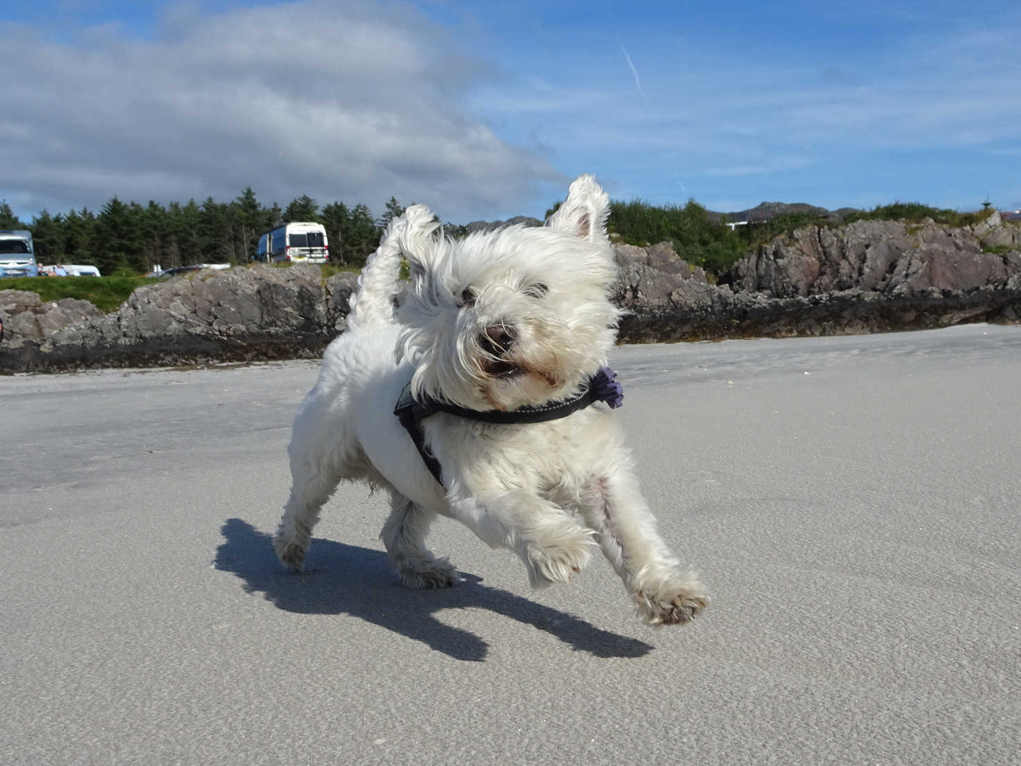 poppy the westie has fun on silversands