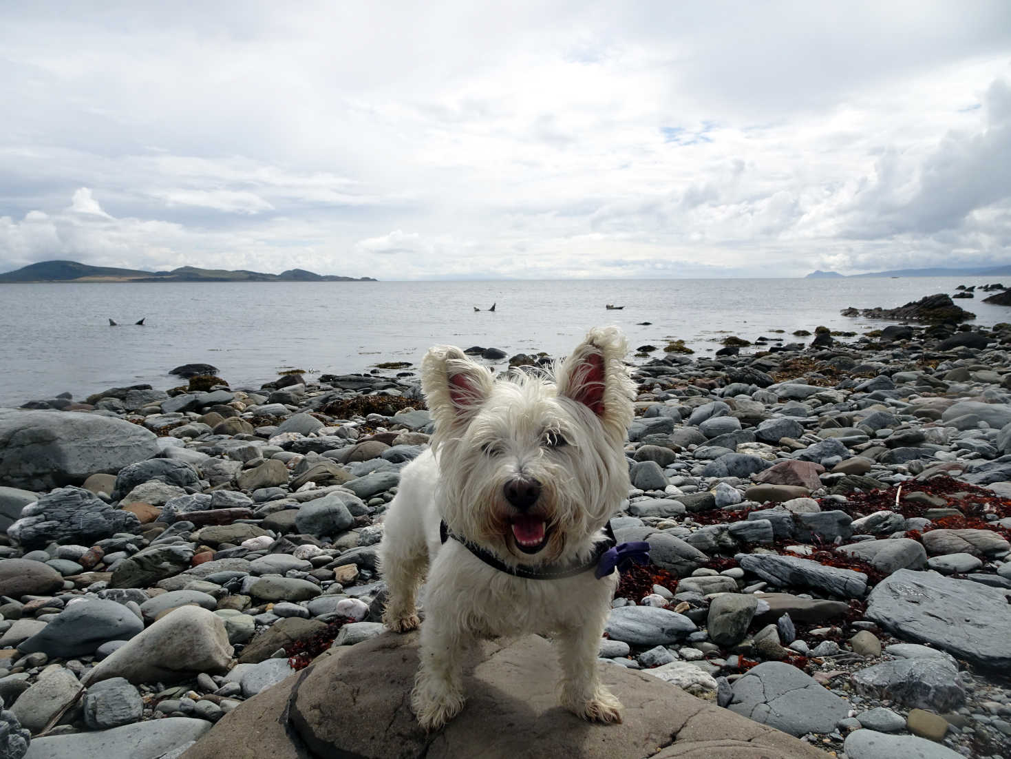 poppy the westie has not seen the seal monsters