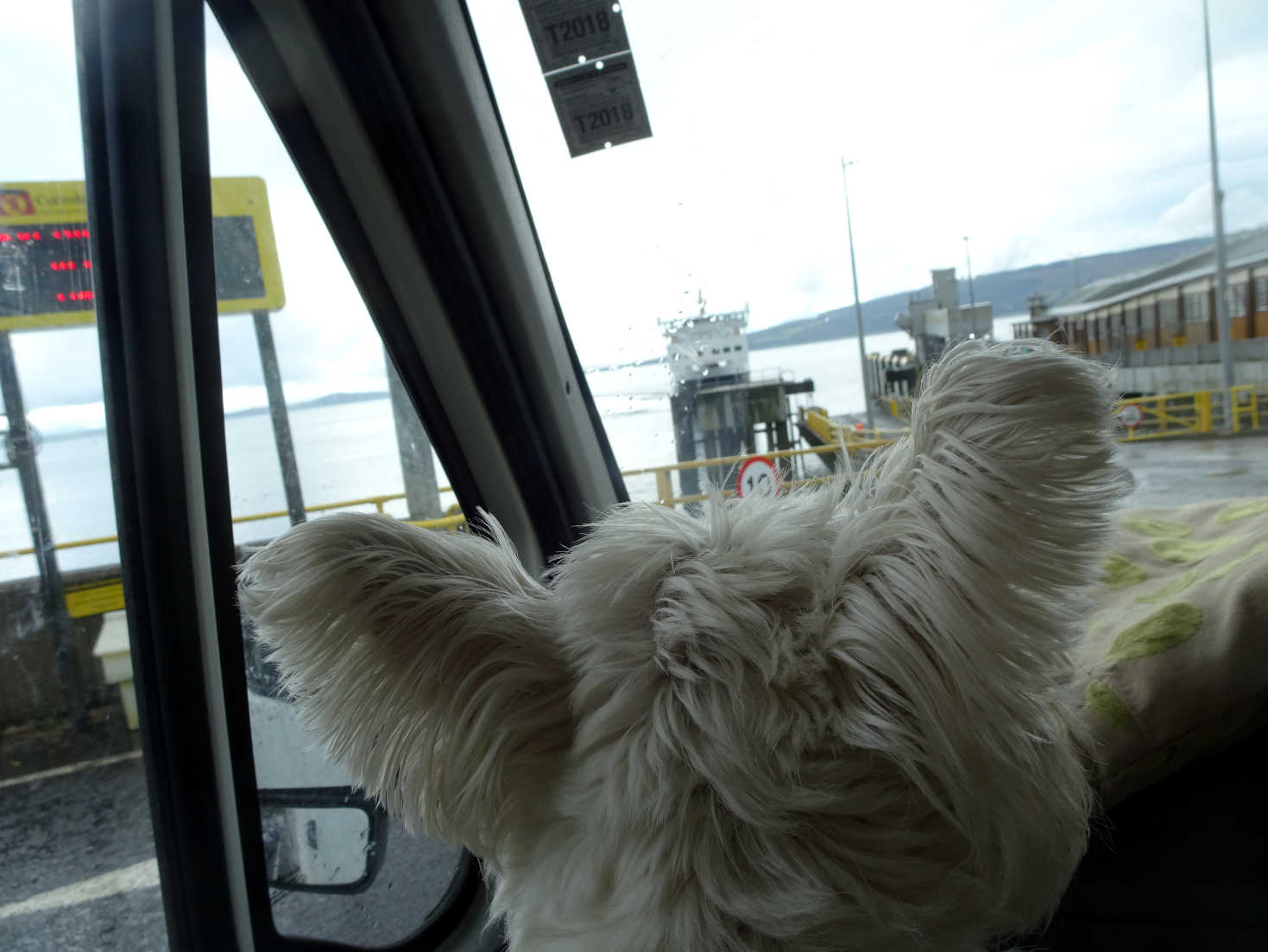 poppy the westie in betsy at bute ferry