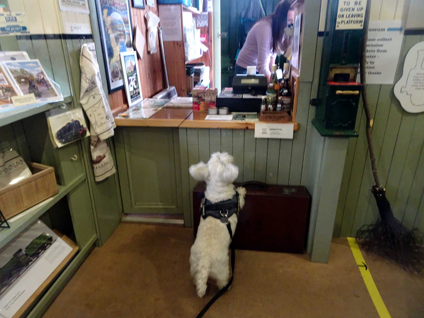 poppy the westie in glenfinnan ticket office