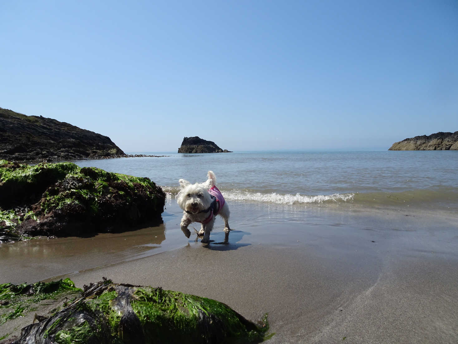 poppy the westie in port mora near portpatrick