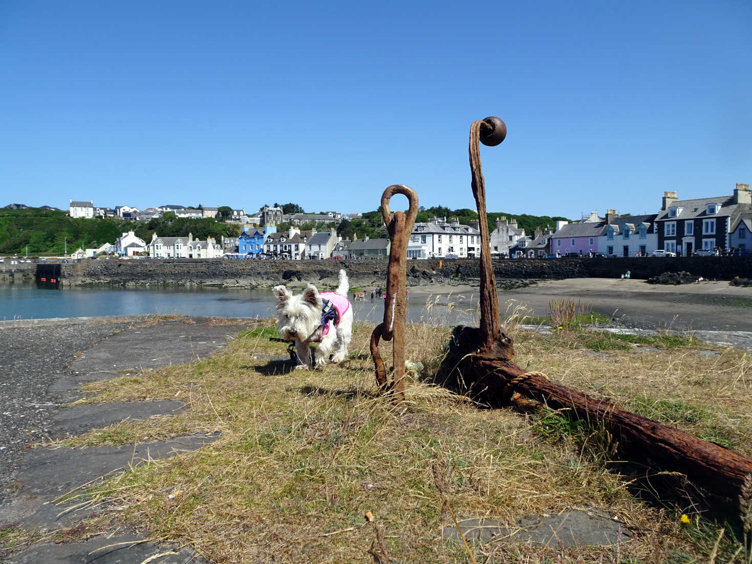 poppy the westie in portpatrick harbour