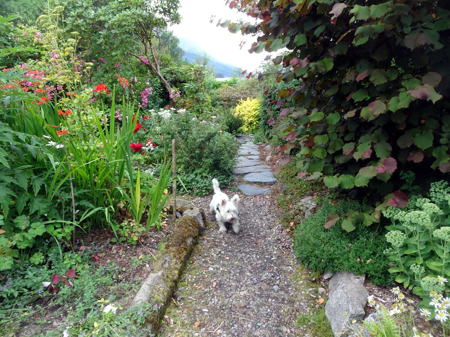 poppy the westie in secret garden glen coe