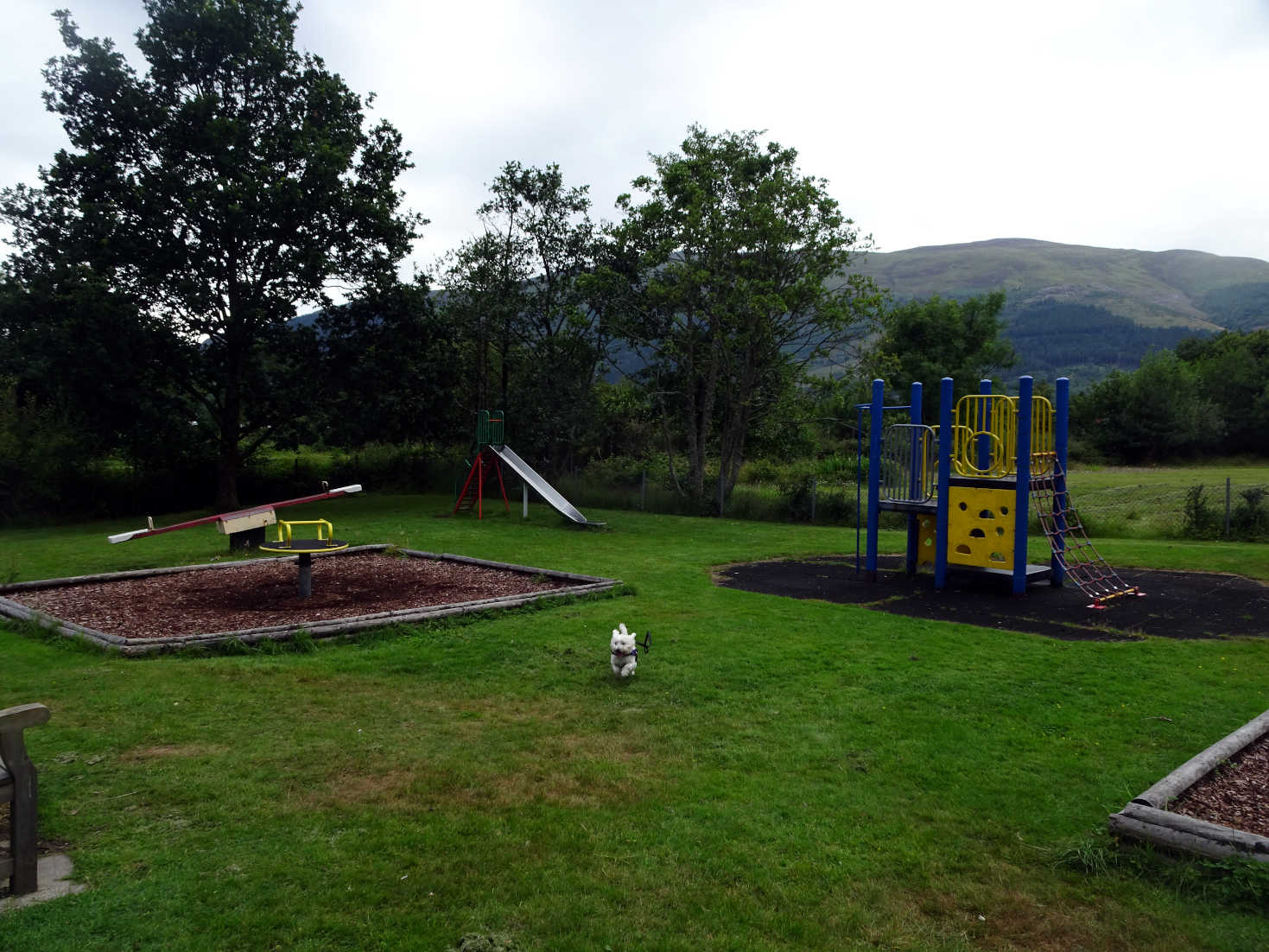 poppy the westie in the plyground glen coe